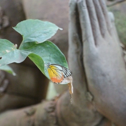 Butterfly, Chiang Mai, Thailand – 2015