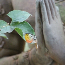 Butterfly, Chiang Mai, Thailand – 2015